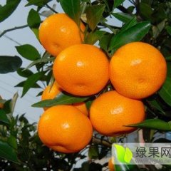 全州才湾旷永昌11月南丰蜜桔柑橘