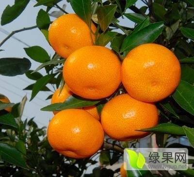 2015年广西全州南丰蜜桔价格