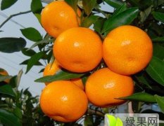 全州才湾旷永昌11月南丰蜜桔柑橘