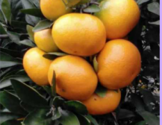 广西全州南丰蜜桔柑橘欢迎合作