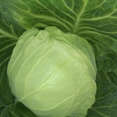 陕西三原先甘520甘蓝产销两旺