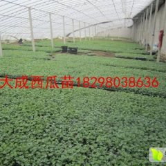 宿州市大成种苗合作社8424西瓜苗