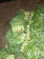 郯城红花徐佩11月福建飞桥紫叶香莴苣