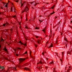 莱城牛泉张守峰10月日本小米椒辣椒，新一代