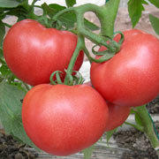 2015宁阳西红柿值得出手