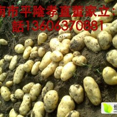 山东平阴荷兰土豆，平阴孝直佳利蔬菜种植专业