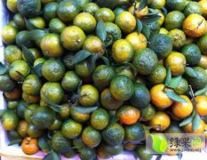 广西柳城巴西青皮桔柑橘长势旺盛