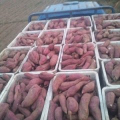 2018徐薯18窖藏大量上市，品质好。价格低。