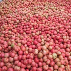 临淄皇城李玉宝11月宝石捷西红柿