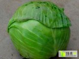 湖北嘉鱼荷兰皮球甘蓝聚焦市场