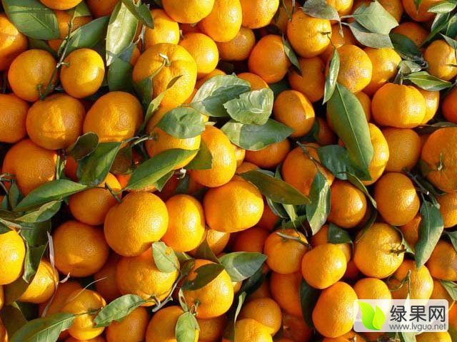 2015年广西全州南丰蜜桔价格