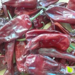 内蒙古开鲁六寸红千斤红辣椒何去何从