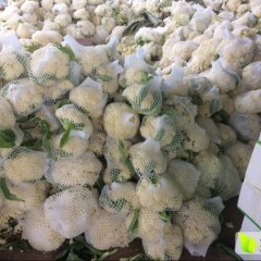 鸿运蔬菜贸易中心