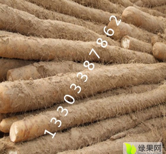 2015年河北安平小白嘴白山药价格