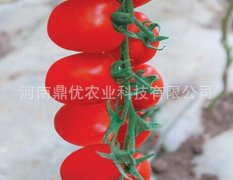 河南金水雷曼，番茄种子聚焦市场