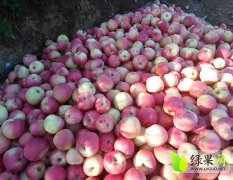辽宁海城出售寒富苹果，口感好，色泽红