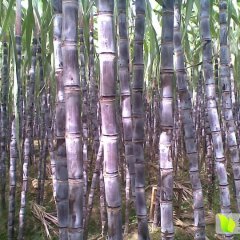 云南宾川紫皮甘蔗生产基地