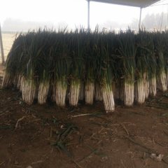 供应长白大葱 ＜章丘大葱＞