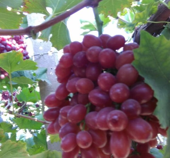 2015年河北饶阳巨峰葡萄价格