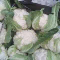 博爱孝敬张联9月雪玉菜花