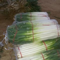 山东费县铁杆大葱品质优良