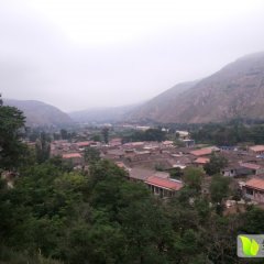 千亩韭菜种植基地 为您提供新鲜货源