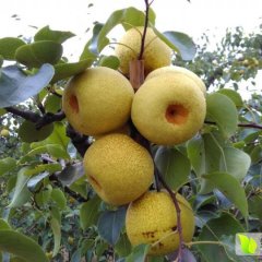 砀山经济李秦8月酥梨