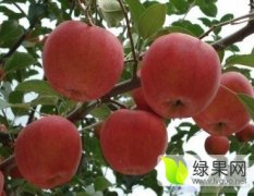 砀山经济李秦8月红富士苹果