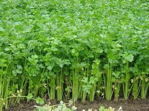 砀山经济李秦12月美国西芹芹菜