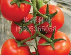 西红柿种子高产抗TY病毒红果番茄种子—艾娜德
