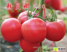 大果型高产越冬早春粉果番茄种子—粉贝娜720