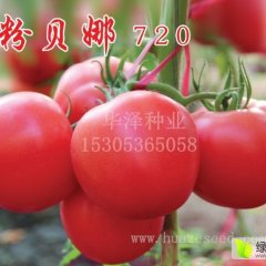 大果型高产越冬早春粉果番茄种子—粉贝娜720