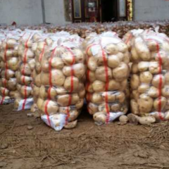 本合作社大量出售土豆