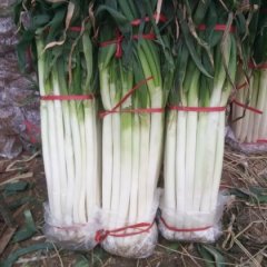 2015费县大葱收购工作全面开展