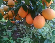 2015 江西赣南脐橙品质好，正宗赣南脐橙。