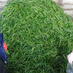 雷州辣椒早买早赚南兴孙生诚信合作