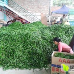 雷州南兴孙生12月羊角椒辣椒