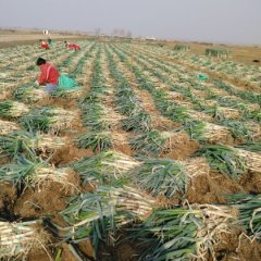 山东平度白沙河街道办张戈庄镇铁杆大葱大量上市