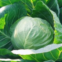 莒南甘蓝上货量大,筵宾韩冰杰诚信合作