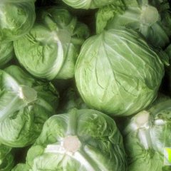 湖北老河口卷心菜甘蓝欢迎合作