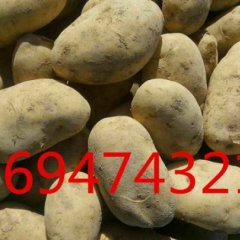 集宁土豆品质优良旗县小刘诚信代办