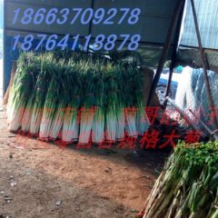 章丘大葱名扬天下枣园李大葱诚信合作