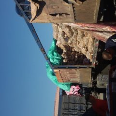 河北省石家庄桥西蔬菜土豆行情