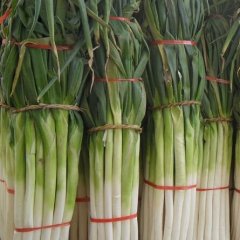 日照奎山闫东12月铁杆大葱