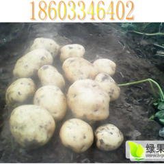 2015围场土豆走过路过不要错过