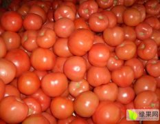 大量供应山东硬粉西红柿
