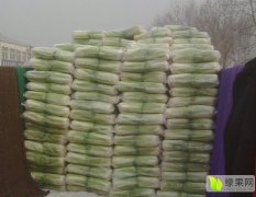 山东肥城北京新三号白菜质量上乘