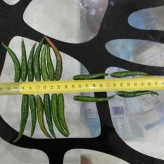 青小米椒椒急寻酱菜厂