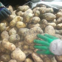 2015牙克石土豆现在订货有惊喜