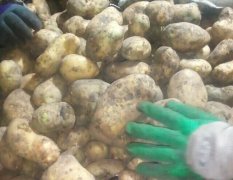 2015牙克石土豆现在订货有惊喜